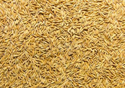 background-wallpaper-pile-paddy-rice-seed-top-view-floor-close-up-brown-grain-125541002