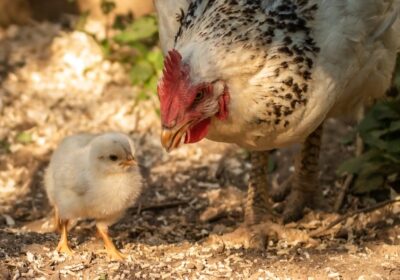 mother-hen-raising-chicks